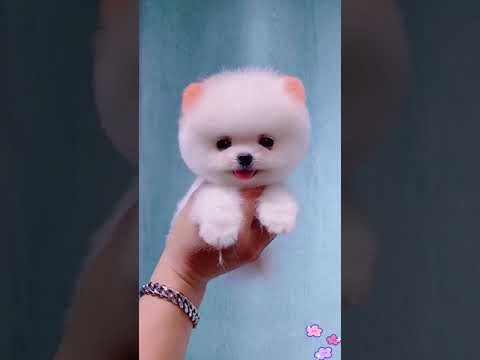 cute small dogs #shorts