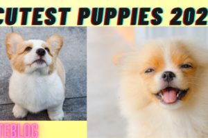 cutest puppies for you 😊👌watch it | cute puppy videos