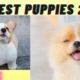 cutest puppies for you 😊👌watch it | cute puppy videos