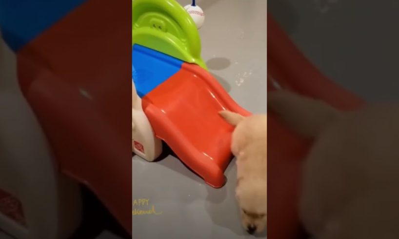 😍 cutest puppies fun video #shorts  golden retriever puppies