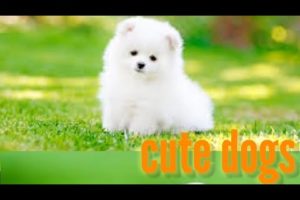 cutest puppies in the world || The exotic facts || #viral #trending #dogs #puppies #short #shorts