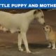 cutest puppies|mother dog and cute puppies|cute moments of puppies|Dog love|Stray dogs|oh no