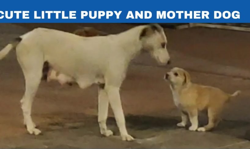 cutest puppies|mother dog and cute puppies|cute moments of puppies|Dog love|Stray dogs|oh no