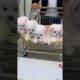 cutest puppy city funny cute puppies Little puppies #short