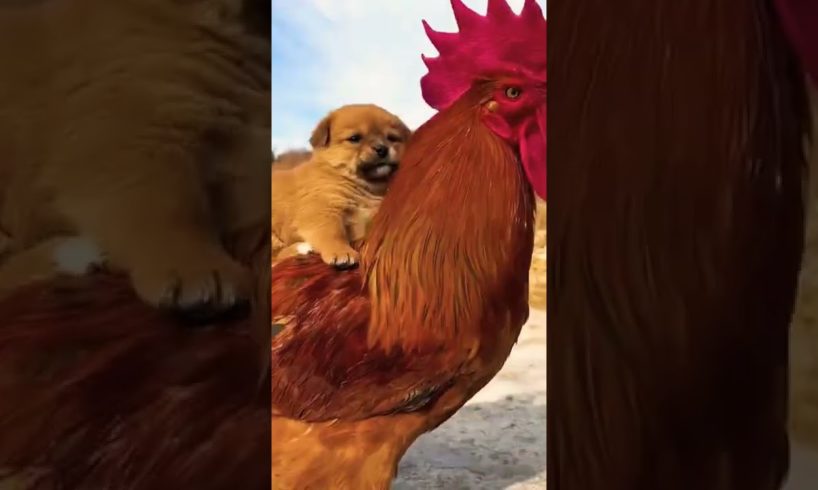 #dog playing with chicken 🐔#animals #short /short videos.