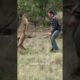 😱dog with wild animal fight