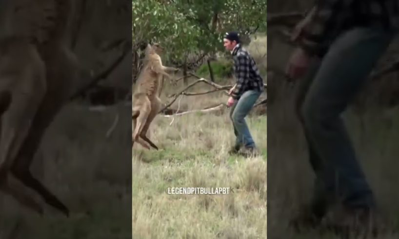 😱dog with wild animal fight