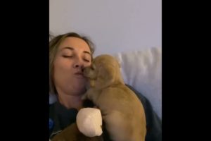 funniest and cutest puppies videos. shorts. animal.puppy