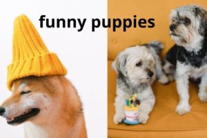 #funny #dog #puppyFunniest & Cutest  Puppies #3 - Funny Puppy Videos 2022.