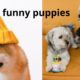 #funny #dog #puppyFunniest & Cutest  Puppies #3 - Funny Puppy Videos 2022.