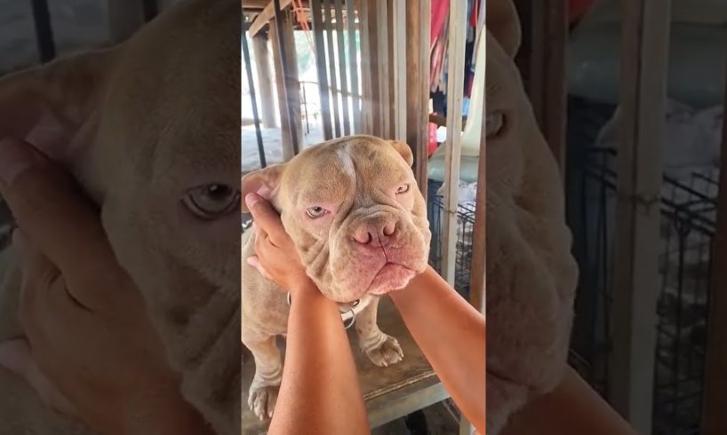 #funnyvideos #short #pets #funny #shorts #playfulpets #animals #hood fights