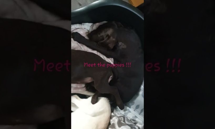 meet the cutest puppies 💗