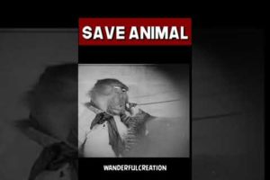 monkey-doing-tricks-and-playing-instrument_b1yj_sjes.mp4 #animals #love #safe #wildanimals #shorts