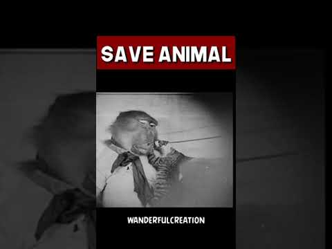 monkey-doing-tricks-and-playing-instrument_b1yj_sjes.mp4 #animals #love #safe #wildanimals #shorts