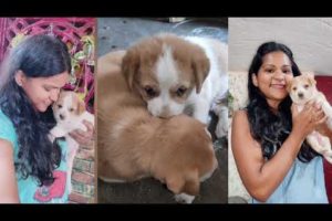 #puppies | #Cutest puppies |#Love #dogs
