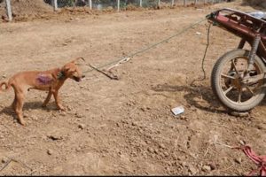 rescue an abandoned puppy whose owner heartless wanted to sell him then we decided to adopt him