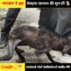 #shorts How to rescue animal shorts video ?😭 rescue team #shorts #india