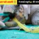 #shorts  How to rescue animal shorts video ? 😭#shorts #india #humanity rescue team