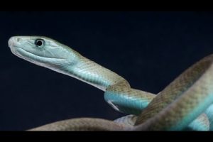 snacks video - snake animals - animals snake - animal fights - wild animals snake - animals for kids