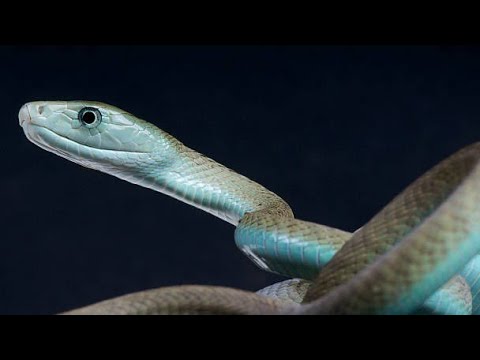 snacks video - snake animals - animals snake - animal fights - wild animals snake - animals for kids