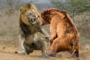 #weired things#wild animal fights#interesting facts Lion vs Bear Real Fights video.