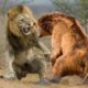 #weired things#wild animal fights#interesting facts Lion vs Bear Real Fights video.