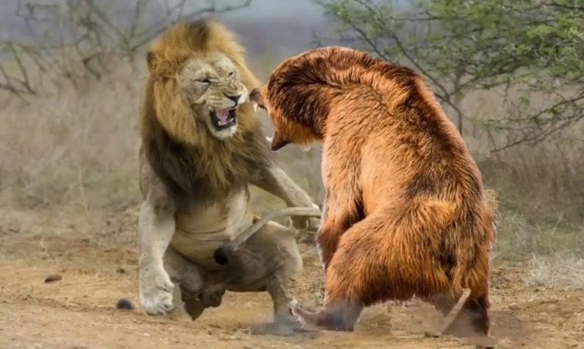 #weired things#wild animal fights#interesting facts Lion vs Bear Real Fights video.