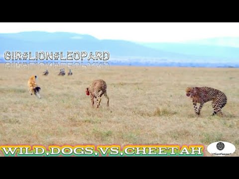 wild Dogs,vs,cheetah standoff over skill #wildlife#Animal fights
