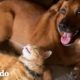 ¡Mira cómo este pequeño gatito crece con su nueva mamá! | Parejas Disparejas | El Dodo