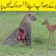 کیمرے میں ریکارڈ جانوروں کی حیرت انگیز لڑائیاں | Wild Animal Amazing Fight Recorded on Camera