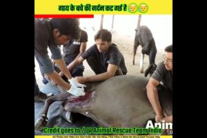 गाय के बच्चे की गर्दन कट गई है | Animal rescue team india #shorts