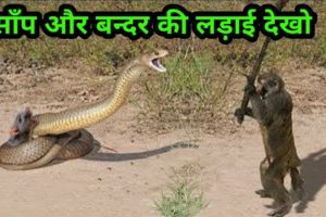 जानवरो की ऐसी लड़ाई नहीं देखी होगी | Craziest Animal Fights | Prajapati Facts