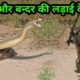 जानवरो की ऐसी लड़ाई नहीं देखी होगी | Craziest Animal Fights | Prajapati Facts