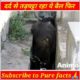 दर्द से तड़प्पटा रहा फिर 🥺#shorts #facts #viralshorts #animals #care @Animal Aid Unlimited, India