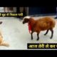 बकरी ने कुत्ते के मजे ले लिए animal fight / animal funny /fight animal / wild animals fighting video