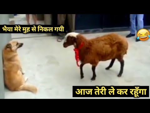 बकरी ने कुत्ते के मजे ले लिए animal fight / animal funny /fight animal / wild animals fighting video