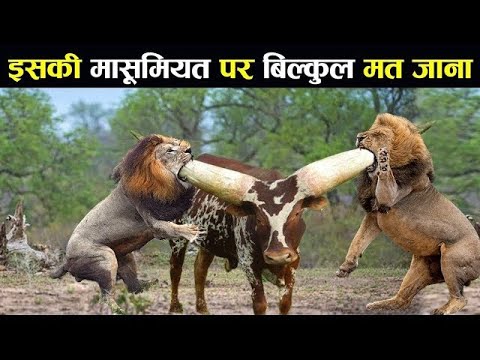 बाप रे शेर की भी जान ले ली Craziest Fights of Wild Animals | Animal Fights