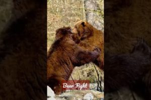 भालू की लड़ाई 🐻Bear Fight #shorts#bear fight #Animal fight.  AN ki knowledge #fighting