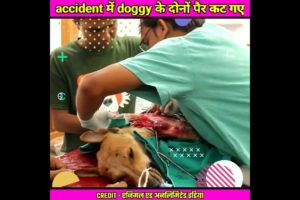मासूम से doggy का train accident | दोनों पैर कट गए 😢 | Unbelievable Rescue of Street Dog #shorts