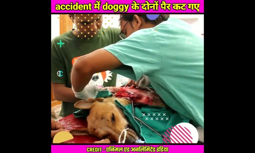 मासूम से doggy का train accident | दोनों पैर कट गए 😢 | Unbelievable Rescue of Street Dog #shorts