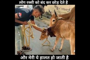 मौत का फंदा।cow rescue।er saurav YouTuber।#rescue ।#cow।#shorts