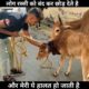 मौत का फंदा।cow rescue।er saurav YouTuber।#rescue ।#cow।#shorts