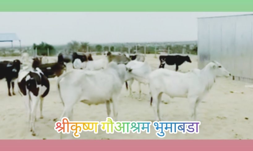 श्रीकृष्ण गौआश्रम भुमाबडा #animalsrescue #bhumabada # cowhelp #cowrescueoperation #savecow #cowshed