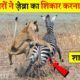 ज़ेबरा अब क्यों ख़तरनाक माने जा रहे हैं ? | Epic Battle & Zebra Attacks | Wild Animal Fights