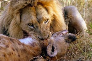জঙ্গলের রাজা সিংহ এবং বন্য পশুদের মারাত্মক লড়াই | Lion fight to death | Top5 animalcrossing fight