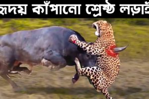 বন্য পশুদের সবচাইতে ভয়ঙ্কর লড়াই | Top Craziest Fights of Wild Animals | Odvut Knowledge