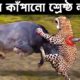 বন্য পশুদের সবচাইতে ভয়ঙ্কর লড়াই | Top Craziest Fights of Wild Animals | Odvut Knowledge