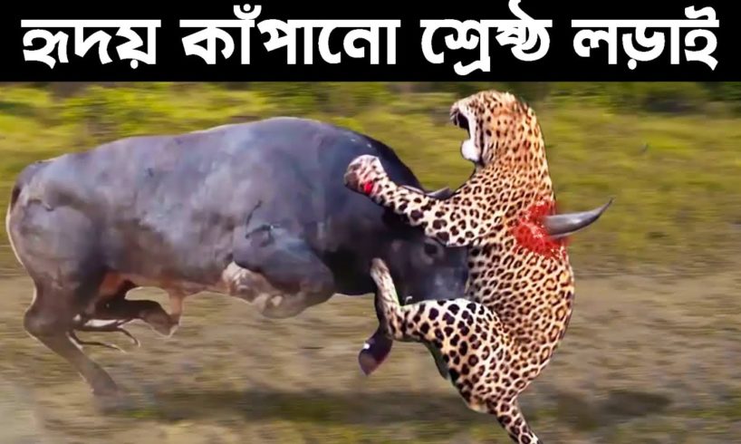 বন্য পশুদের সবচাইতে ভয়ঙ্কর লড়াই | Top Craziest Fights of Wild Animals | Odvut Knowledge
