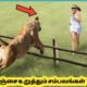 கல் நெஞ்சை கரைக்கும் சம்பவங்கள் #4 | Most Inspiring Animal Rescues Which will Melt Your Heart