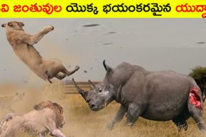 అడవి జంతువుల భయంకరమైన యుద్ధాలు//  Craziest Fights of Wild Animals   Animal Fights // telugu wonders
